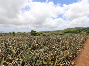 Residential Land