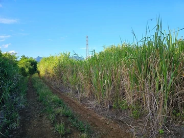Agricultural Land