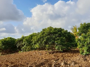 Agricultural Land