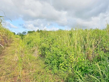 Agricultural Land