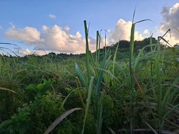 Agricultural Land