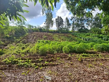 Agricultural Land
