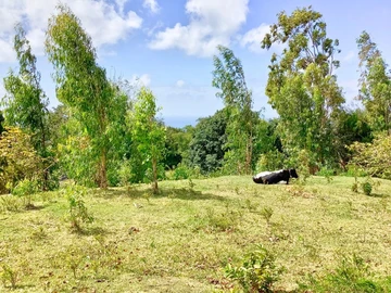 Residential Land