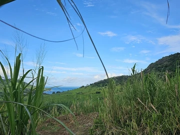 Agricultural Land