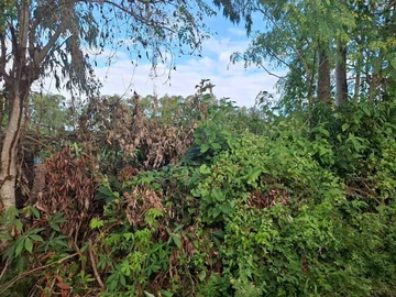 Agricultural Land