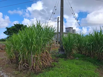 Agricultural Land