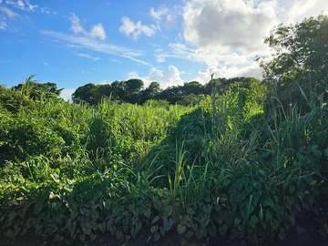 Agricultural Land