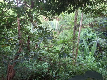 Agricultural Land