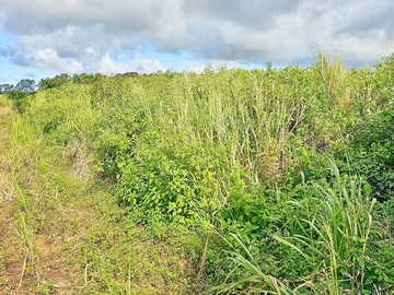 Agricultural Land