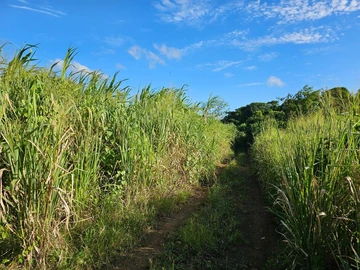 Agricultural Land