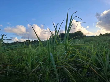 Agricultural Land