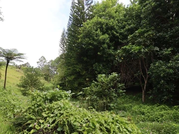 Commercial Land