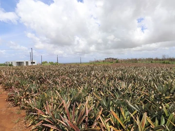 Residential Land