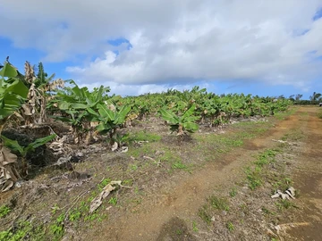 Agricultural Land