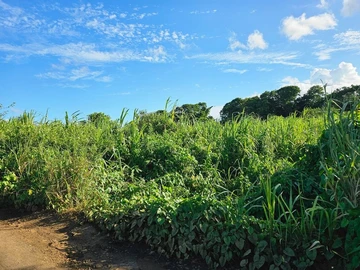 Agricultural Land