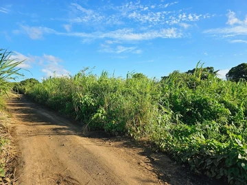 Agricultural Land