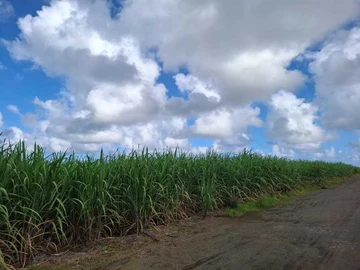 Agricultural Land